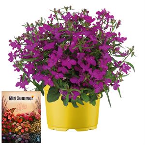 Bild von Ms P12 Lobelia Springs purple